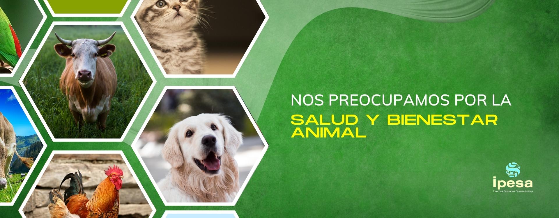 Banner salud y bienestar animal